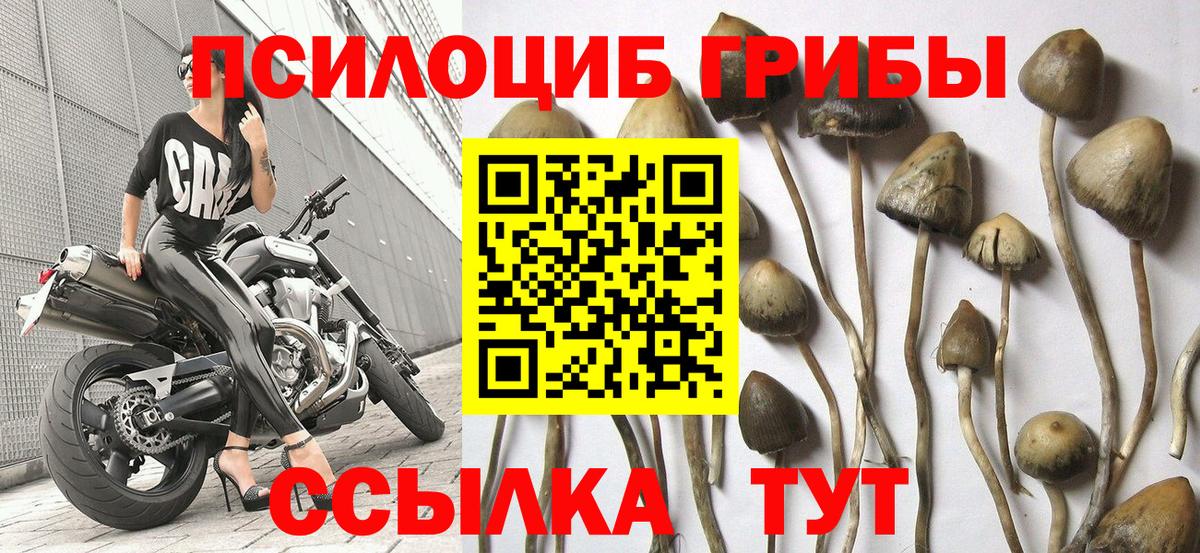 Маркс  Псилоцибиновые грибы MAGIC MUSHROOMS  Вход с VPN 